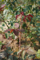 A new stem with new leaves from the rose plant 