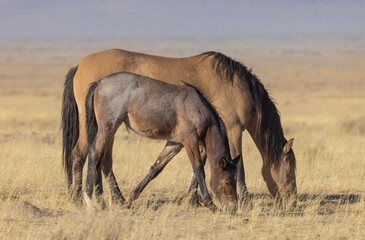 Wild Horses in the Utah Desert in Autumn