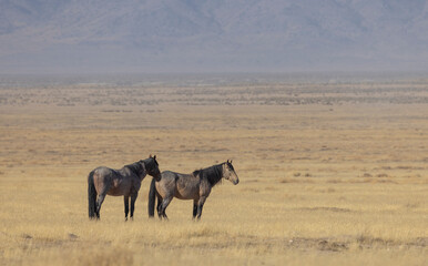 Wild Horses in the Utah Desert in Autumn