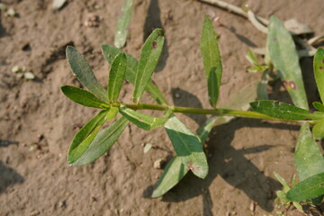 Alligator weed in close up with soil background 