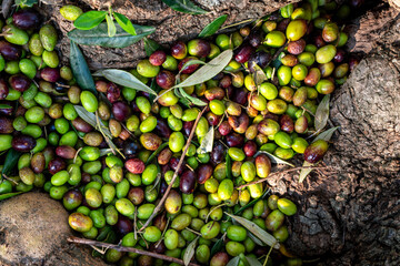 Freshly Harvested Olives on Rustic Ground During Olive Picking Season.......