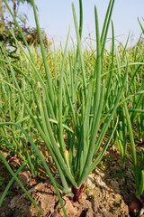 Onion plant with green leaves in close up 