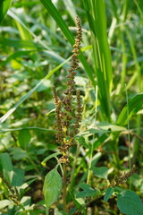 Amaranthus viridis flower in close up 
