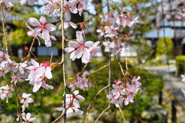 京都　上品蓮台寺の枝垂れ桜（枝垂桜）コピースペースあり（日本京都府京都市） Kyoto - Weeping cherry blossoms (shidazakura) at  Jobon-Rendaiji Temple　（Joubon-Rendaiji Temple), copy space available (Kyoto City, Kyoto Prefecture, Japan)