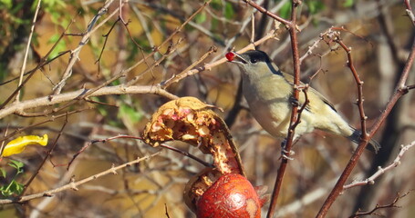 Eurasian blackcap male, Sylvia atricapilla, birds of Montenegro
