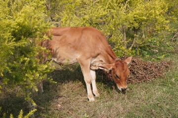 A brown cow is eating grass on the field beside a bush
