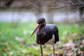 stork in the grass