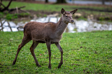 Deer on grass