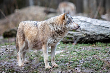 gray wolf in the forest