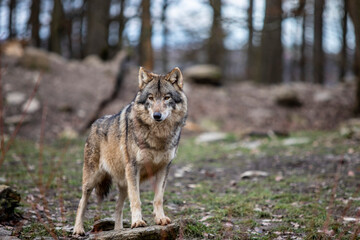 wolf in the woods