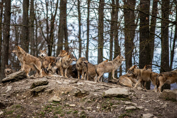 wolf pack in the woods