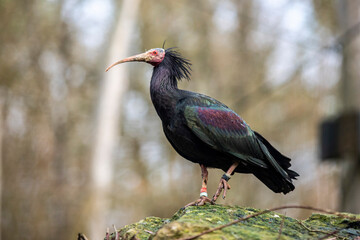 Naklejka premium blackbird