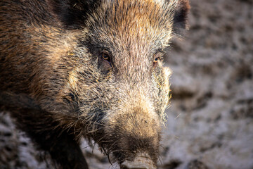 wild boar pig