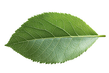 a close up of a leaf