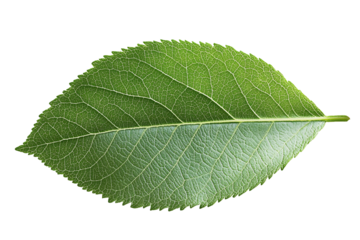 a close up of a leaf