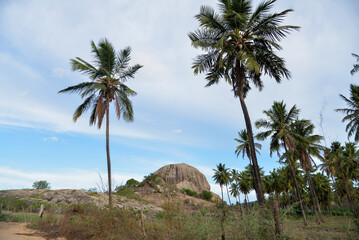 palm trees on the beach, palm trees in the desert, landscape of the mountains, landscape with blue sky, landscape with blue sky and clouds