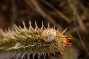 flower of a thistle, cactus in the desert, xerophytic plants,flowering plants, Cactaceae family, Cactaceae, Caryophyllales, mandacaru, Brazilian biome, Cereus jamacaru, Magnoliopsida, Magnoliophyt 


