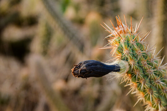 flower of a thistle, cactus in the desert, xerophytic plants,flowering plants, Cactaceae family, Cactaceae, Caryophyllales, mandacaru, Brazilian biome, Cereus jamacaru, Magnoliopsida, Magnoliophyt 
