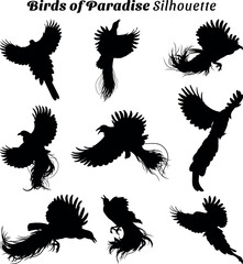 Birds of Paradise silhouette vector illustration set