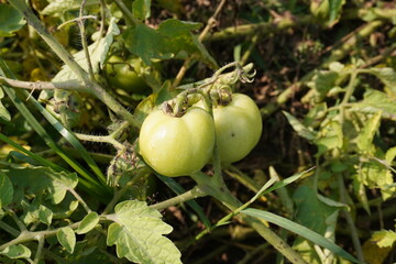 Green tomatoes in its plant in close up