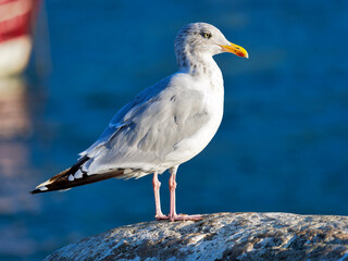 Herring gull perched on a stone wall at Lyme Regis harbour isolated against calm blue water