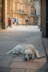 Dog is waiting for its owner on a street of Barcelona, Spain.