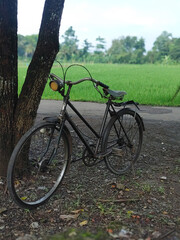Vintage bicycles On the edge of the rice field