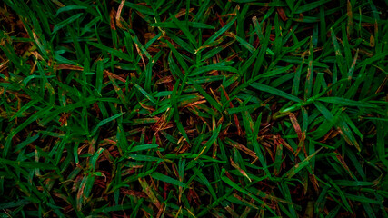 Old green grass background texture