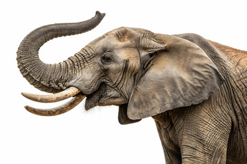 Obraz premium A close-up of an elephant's head showcasing its large ears, trunk, and distinctive tusks against a white background.