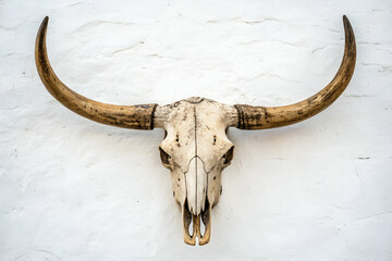 Fototapeta premium A weathered bull skull with prominent horns mounted on a white wall, embodying rustic decor and a connection to nature.