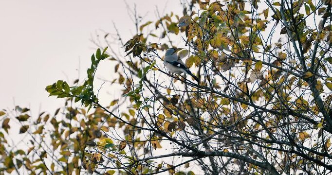 Japanese Grosbeak eating plant seed on  japanese hackberry 