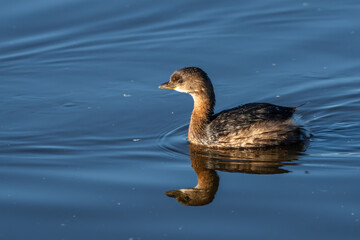 A pied-billed grebe floating on a lake