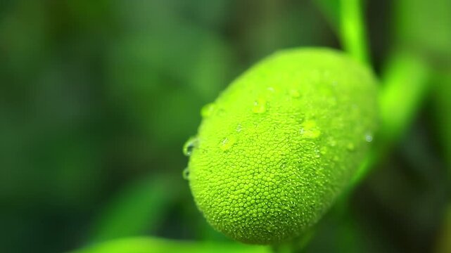 Close up. Artocarpus altilis: young green breadfruit with water droplets on surface. Oval shape, green colour, detailed cellular texture.
