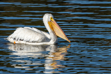 An American white pelican floating on a lake