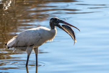A wood stork catching a fish for lunch