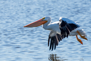 A white pelican flying over a lake