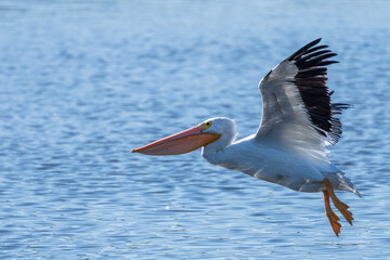 A white pelican flying over a lake