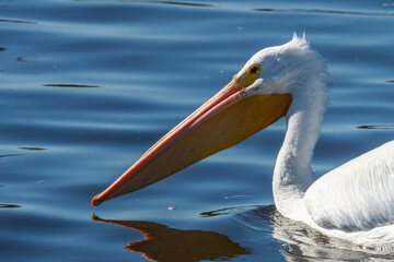 An American white pelican floating on a lake