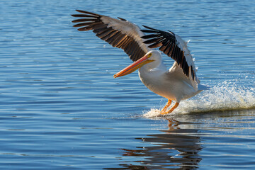 A white pelican landing on a lake