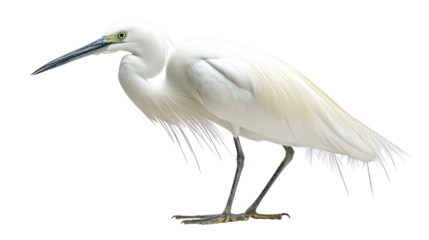 snowy egret isolated on white background 