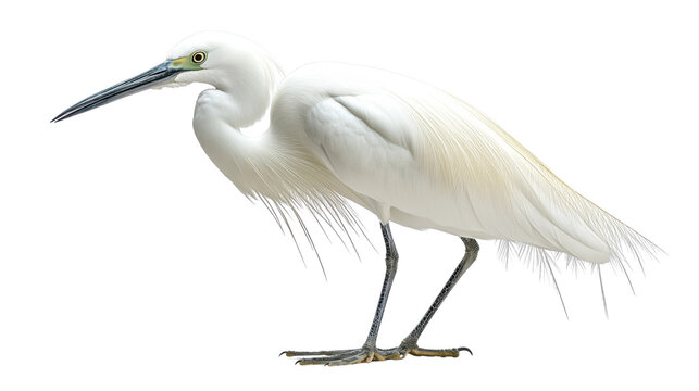 snowy egret isolated on white background 