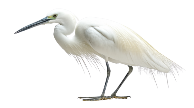 snowy egret isolated on white background 