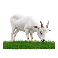 Obraz premium A white goat grazing on fresh green grass. transparent background