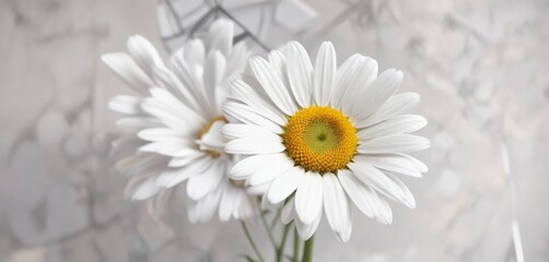 Fototapeta premium White daisy flower with abstract geometric shapes background, botanical, backdrop, nature, abstract