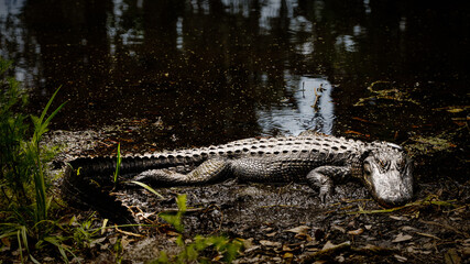 alligator in the swamp