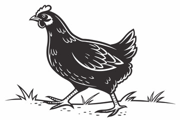 Hen, A chicken standing upright with a small comb and beak vector silhouette on a white background