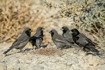 Obraz premium Darwin's Finches Feeding: A group of Darwin's finches pecking at seeds