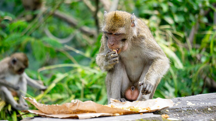 Macaca fascicularis (kera ekor panjang, monyet ekor panjang, long-tailed macaque, crab-eating monkey, cynomolgus macaque) is eating rice