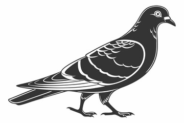 A simple pigeon in a standing vector silhouette on a white background