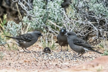 Obraz premium Darwin's Finches Feeding: A group of Darwin's finches pecking at seeds